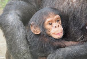 Csimpánz kölyök