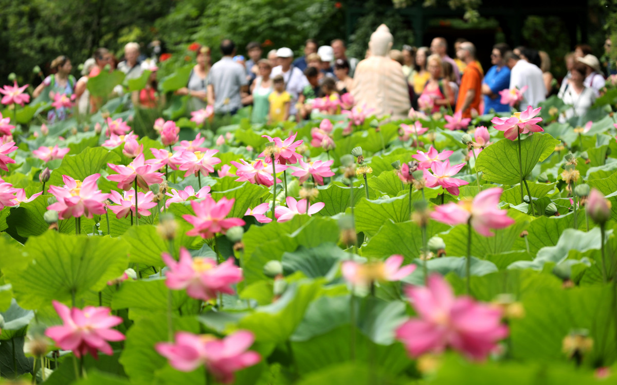 Lótusznapok a szegedi füvészkertben