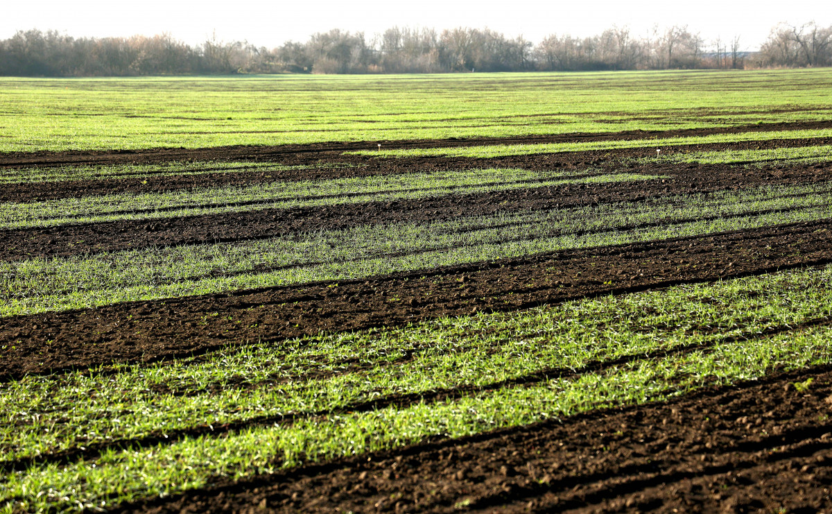 őszi búza, búza, vetés, termőföld, mezőgazdaság