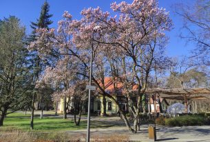 Virágző fák a tavaszi Nagyerdőn Debrecenben