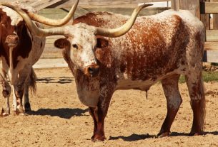 Texasi longhorn szarvasmarha