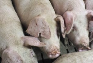 Sertéshús, disznó