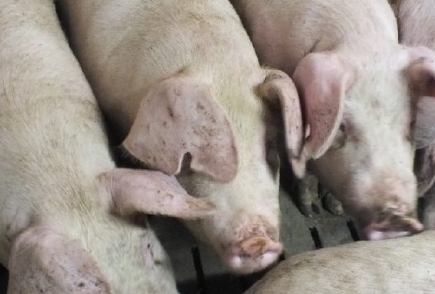 Sertéshús, disznó