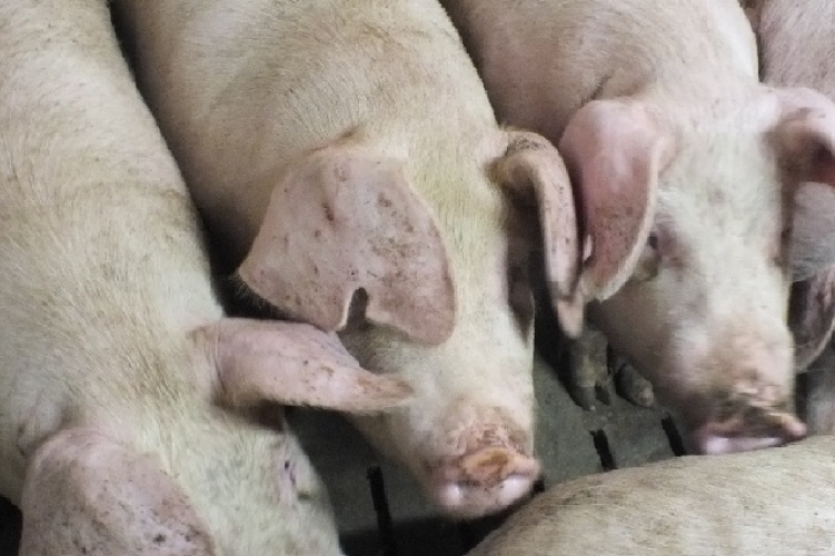 Sertéshús, disznó