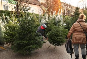 Szeged, karácsony, fenyő vásár, fenyő, Mars téri piac