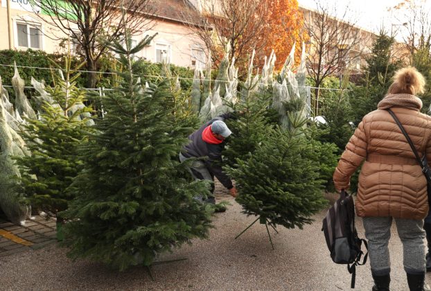 Szeged, karácsony, fenyő vásár, fenyő, Mars téri piac