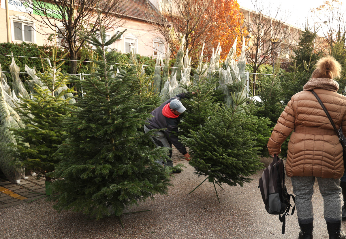 Szeged, karácsony, fenyő vásár, fenyő, Mars téri piac